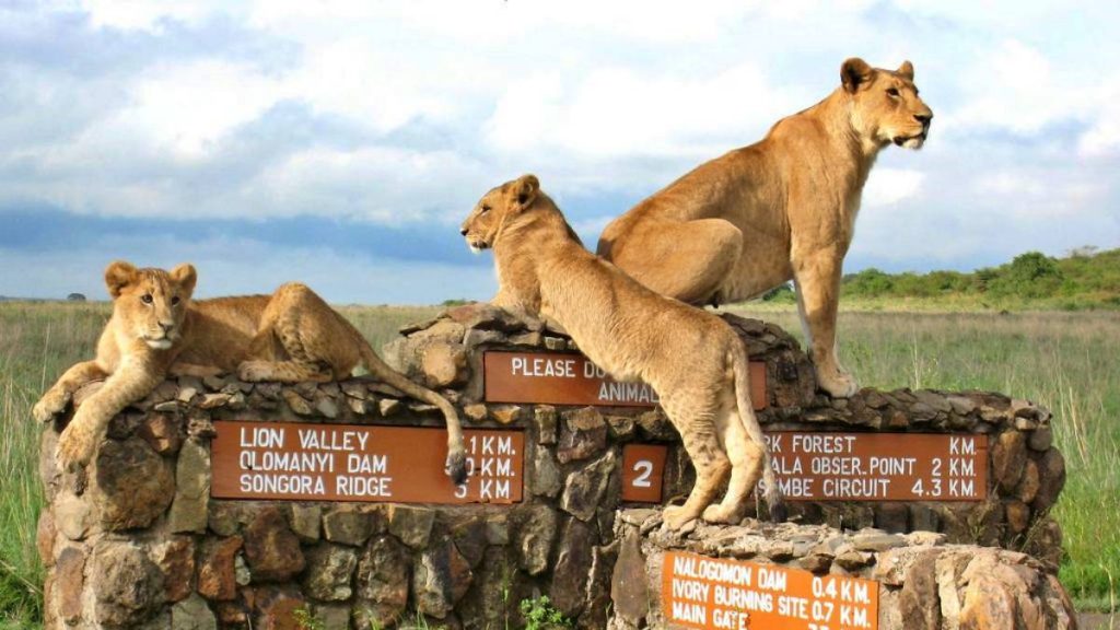 Home to an impressive array of wildlife, Nairobi National Park is renowned for its significant population of black rhinos, along with lions, leopards, cheetahs, hyenas, and buffaloes.