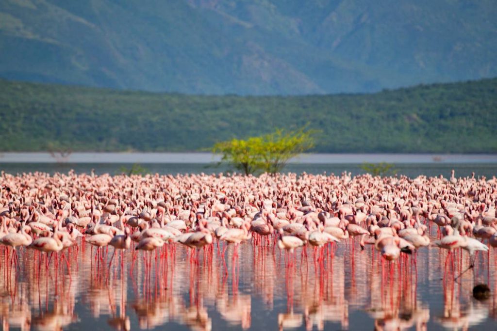 Birdwatching along one of the serene Rift Valley Lakes