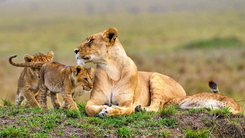 Amboseli boasts an array of wildlife including lions, leopards, cheetahs, buffalo, giraffes, zebras, and wildebeests.