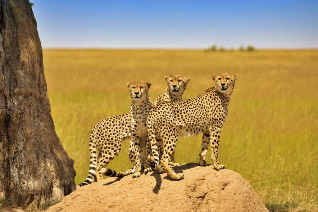 Leopards viewed on a game drive in the Masai Mara