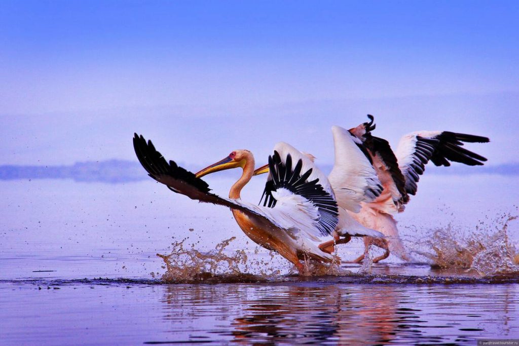 Lake Nakuru is renowned for its flocks of flamingos and over 400 bird species